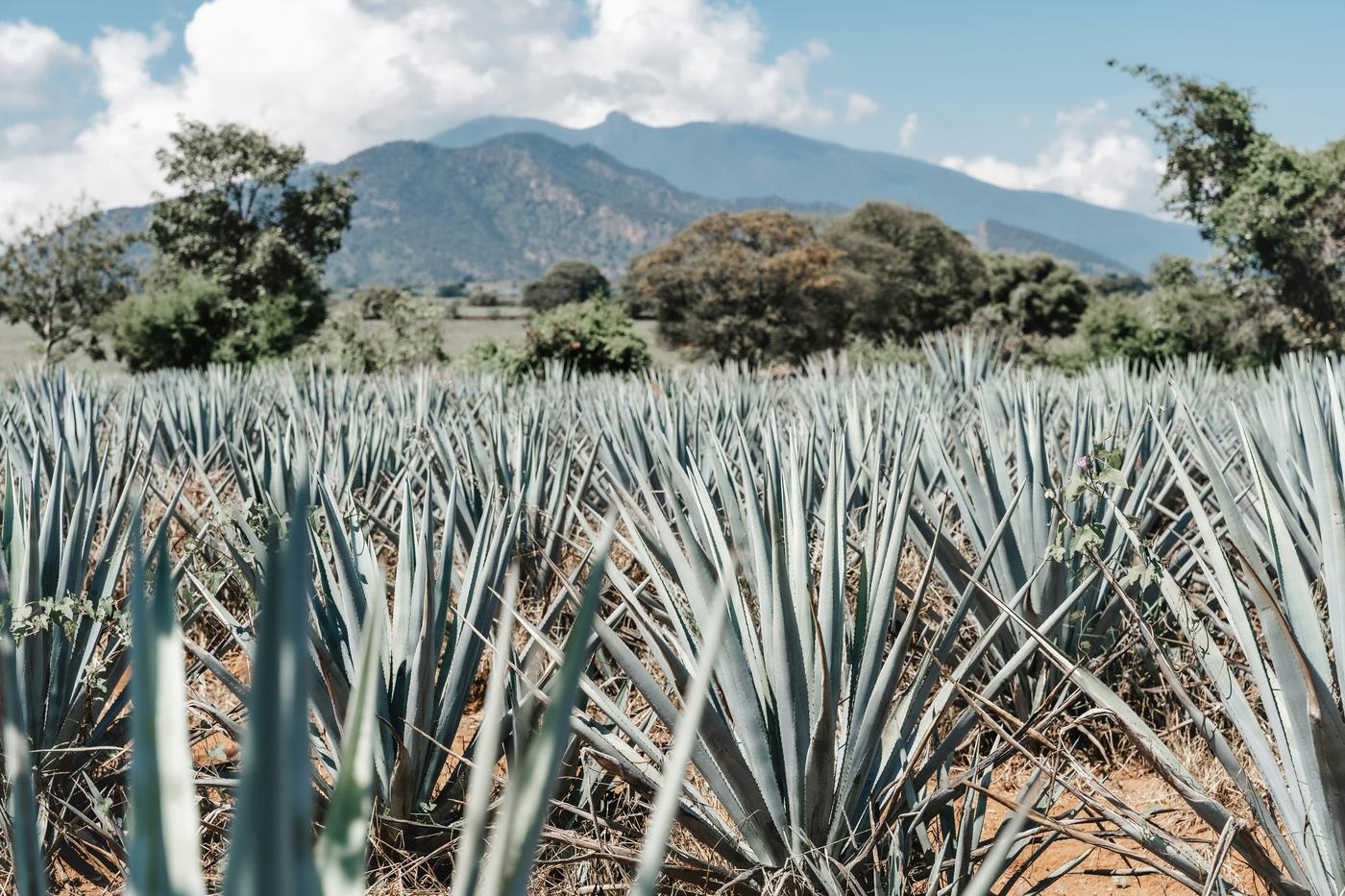 Campo de agave en México